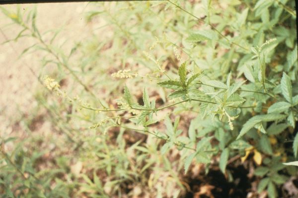 Roadside agrimony
