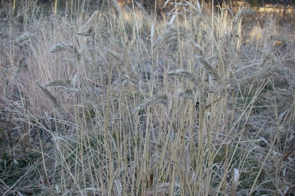 Crested wheatgrass