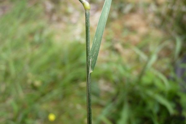 Velvet bent