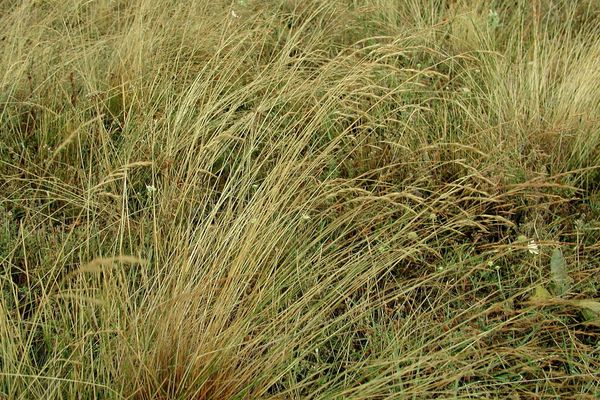 Dryland browntop