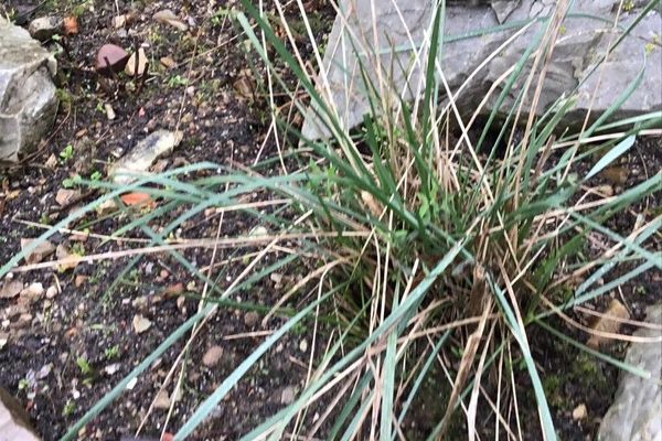 Agrostis delicatula