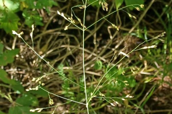 Tickle grass