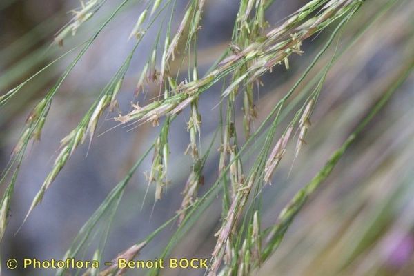 Agrostis schleicheri