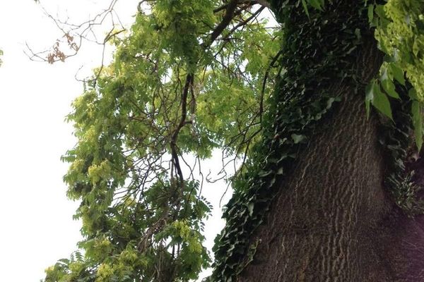 Varnishtree