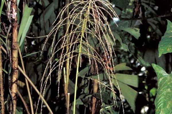 Aiphanes erinacea