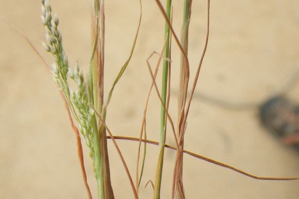 Silvery hair grass
