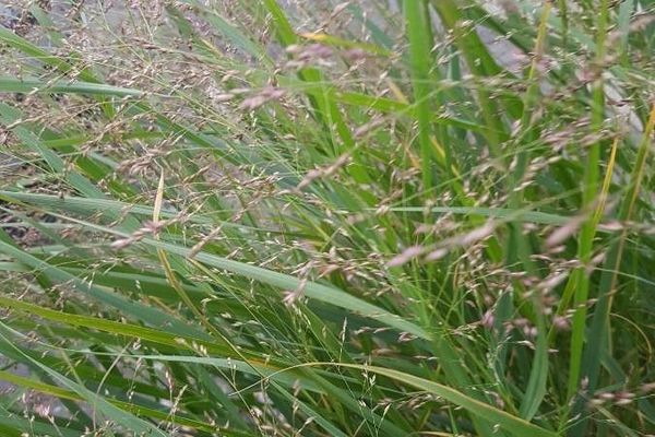 Delicate hair grass