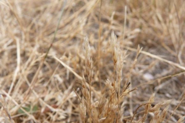 Early hair grass