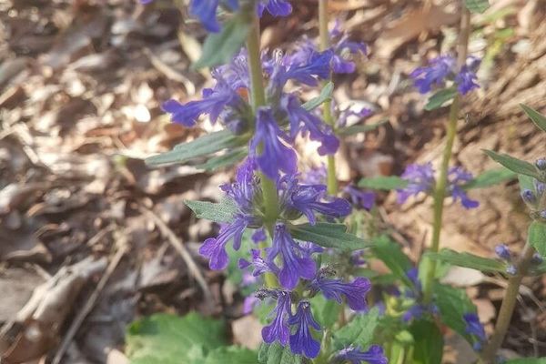 Australian bugle
