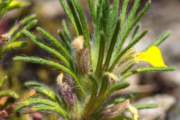 Ground-pine