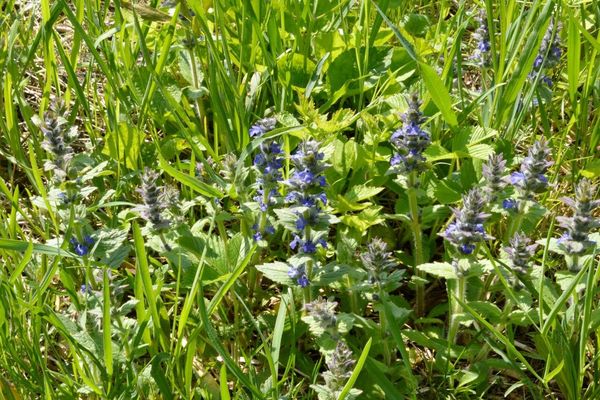 Blue bugle