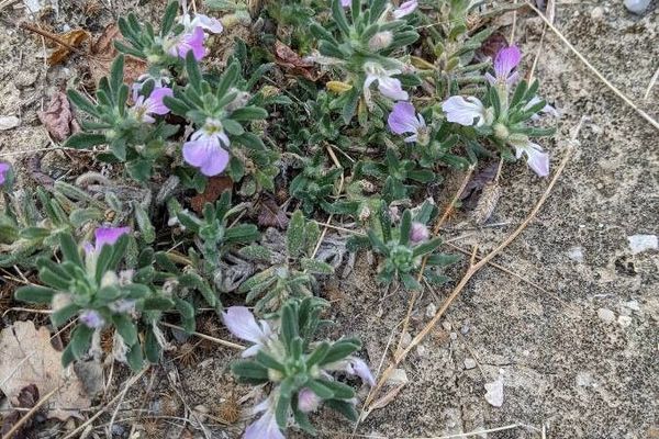Ajuga iva