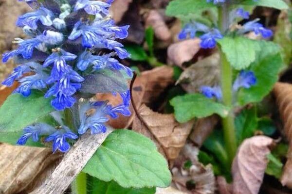 Ajuga
