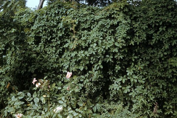 Chocolate vine