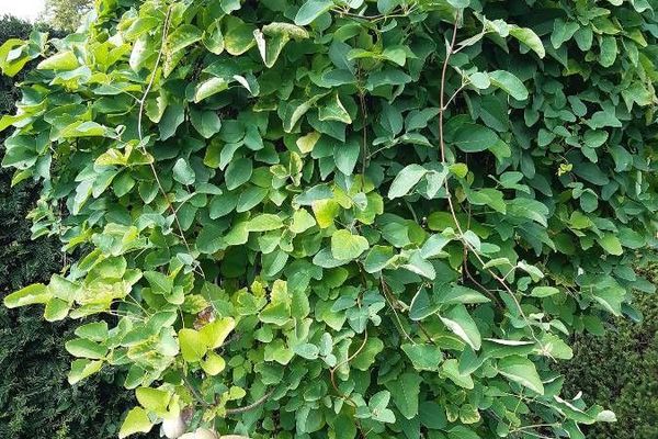 Chocolate-vine