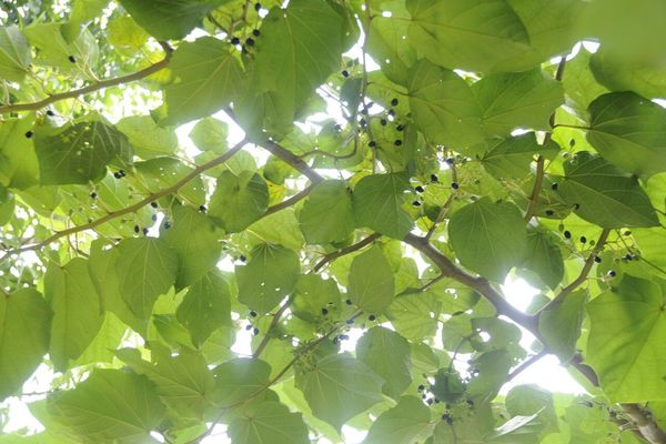 Alangium chinense