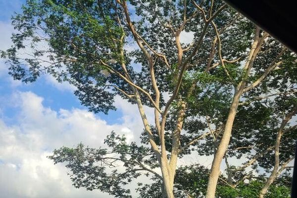 Silk tree