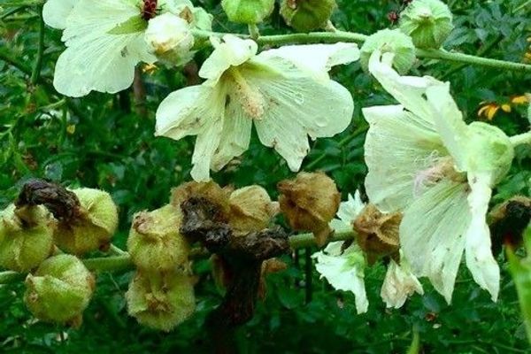 Hollyhock