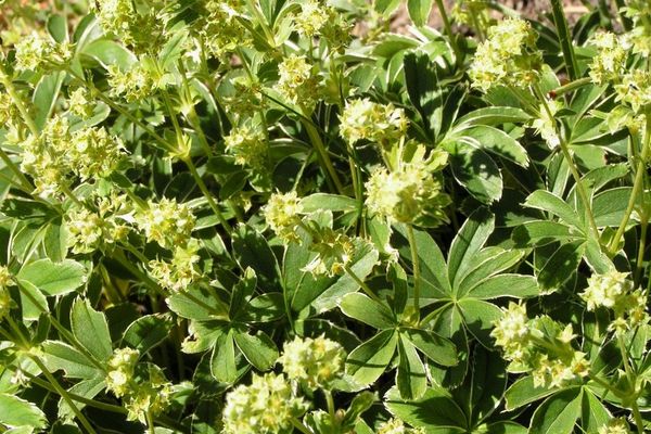 Alchemilla alpigena