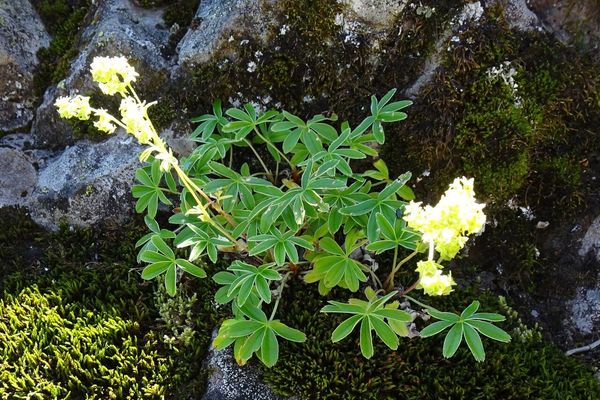Alpine lady's-mantle