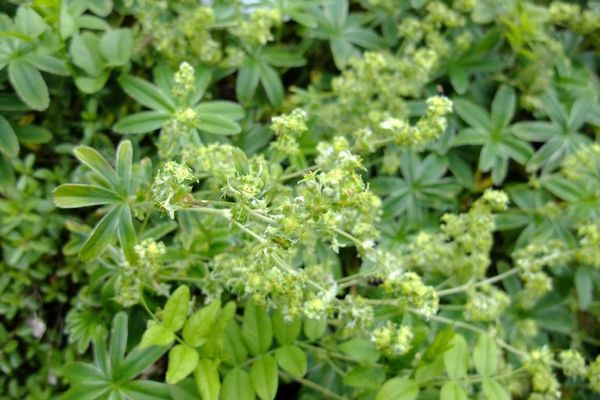 Silver lady's-mantle