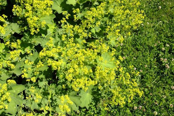 Alchemilla coriacea