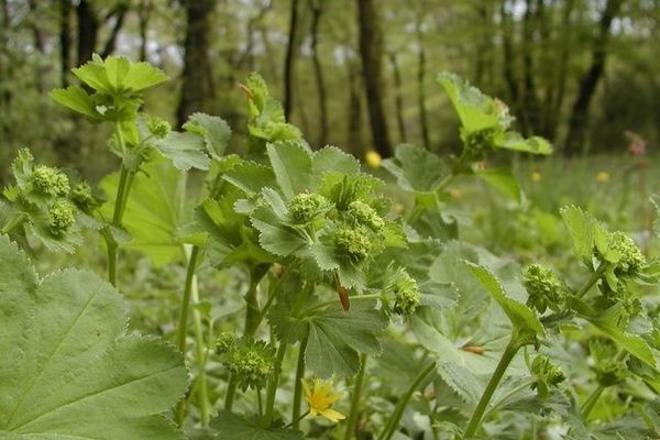 Hairy lady's-mantle