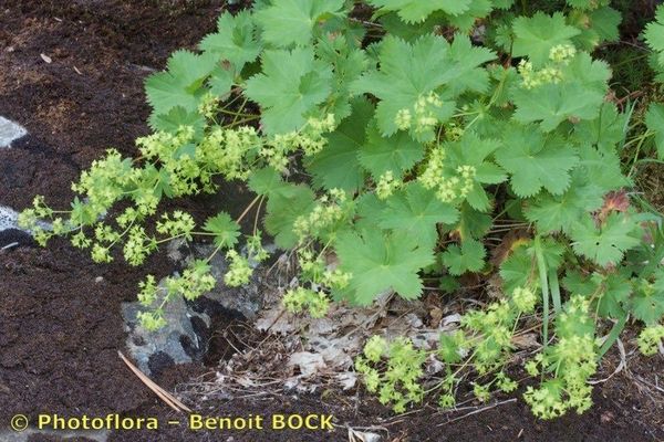 Alchemilla fissa
