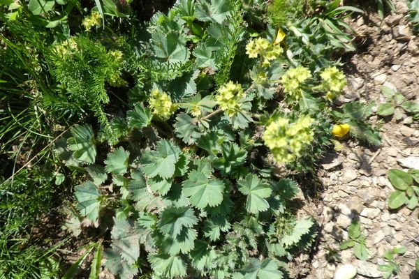 Small lady's-mantle