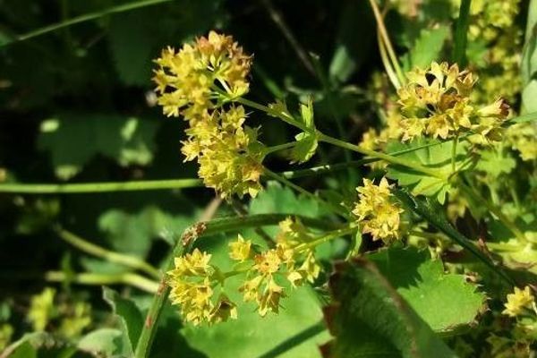 Smooth lady's-mantle
