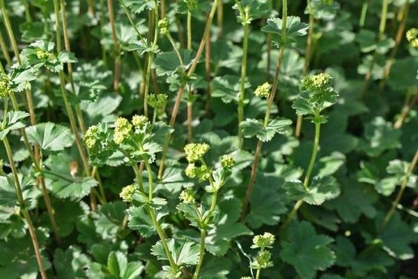 Silky lady's mantle