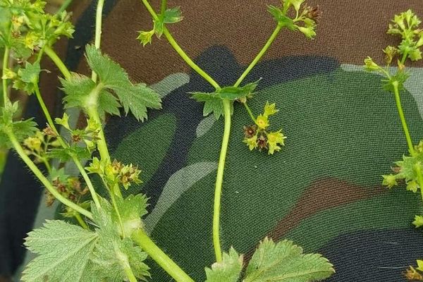 Gleaming lady's mantle