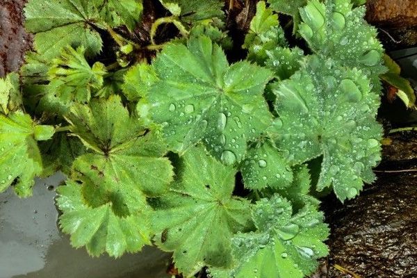 Garden lady's-mantle