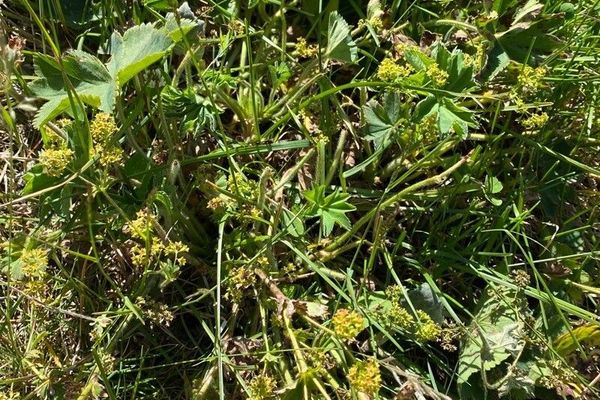 Hairy lady's mantle