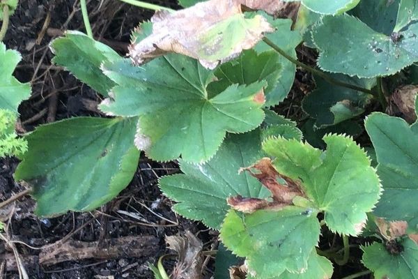 Alchemilla murbeckiana