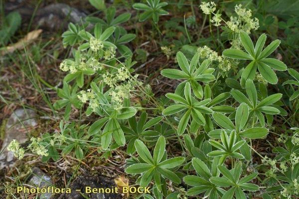 Alchemilla pallens