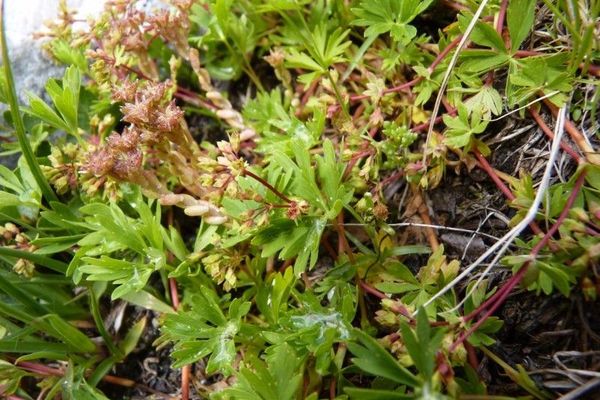 Alchemilla pentaphyllea