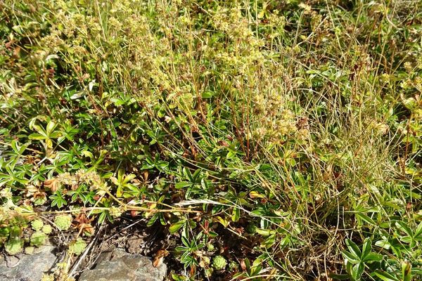 Alchemilla saxatilis