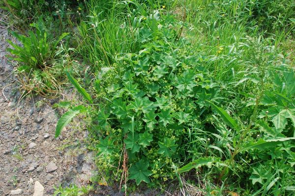 Broadtooth lady's mantle