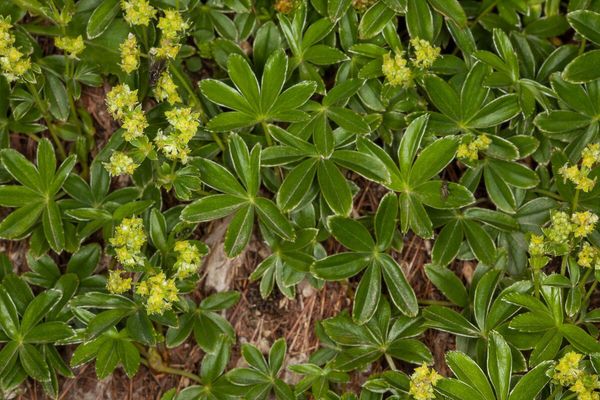 Alchemilla transiens