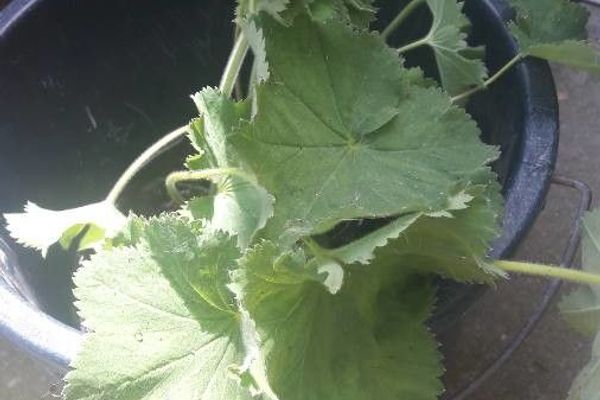 Intermediate lady's-mantle
