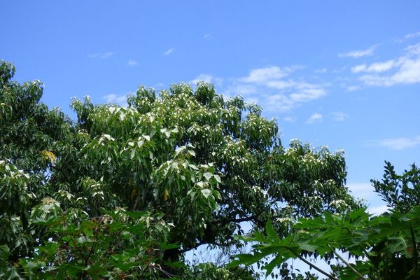 Indian-walnut