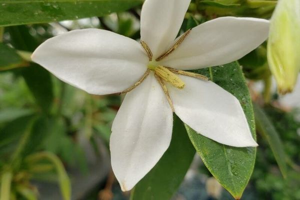 Alibertia edulis