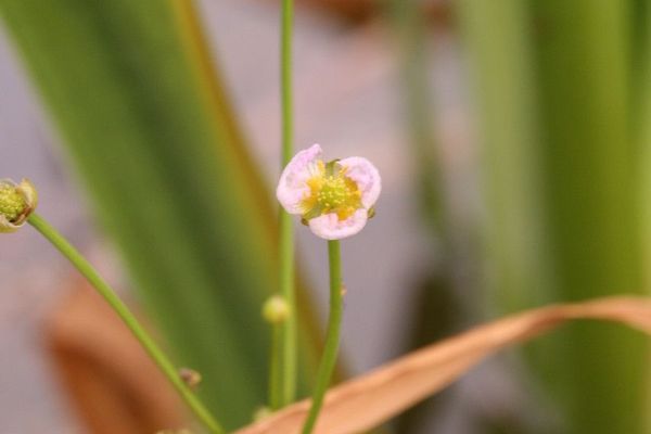 Geyer waterplantain