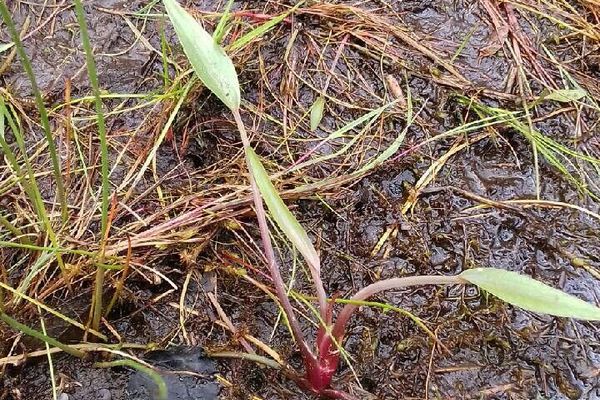 Narrow-leaf water-plantain