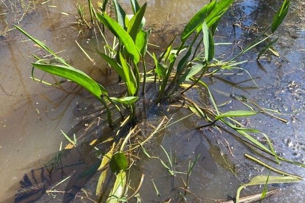 Water-plantain