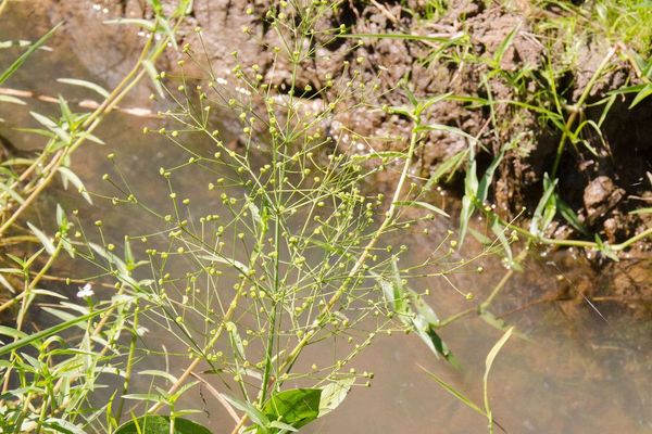 Southern water-plantain