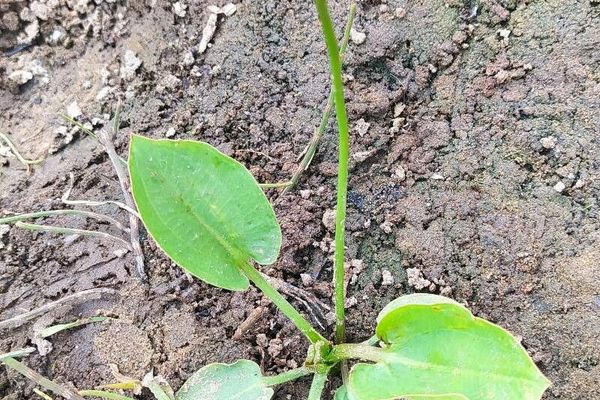Northern water-plantain