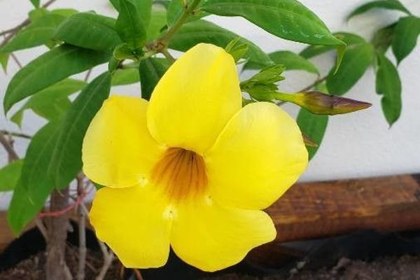 Golden-trumpet