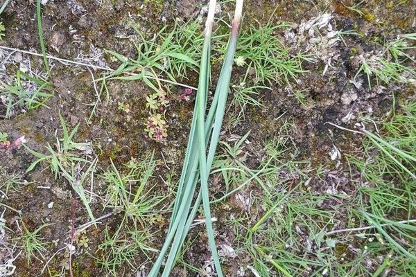 Hooker's onion